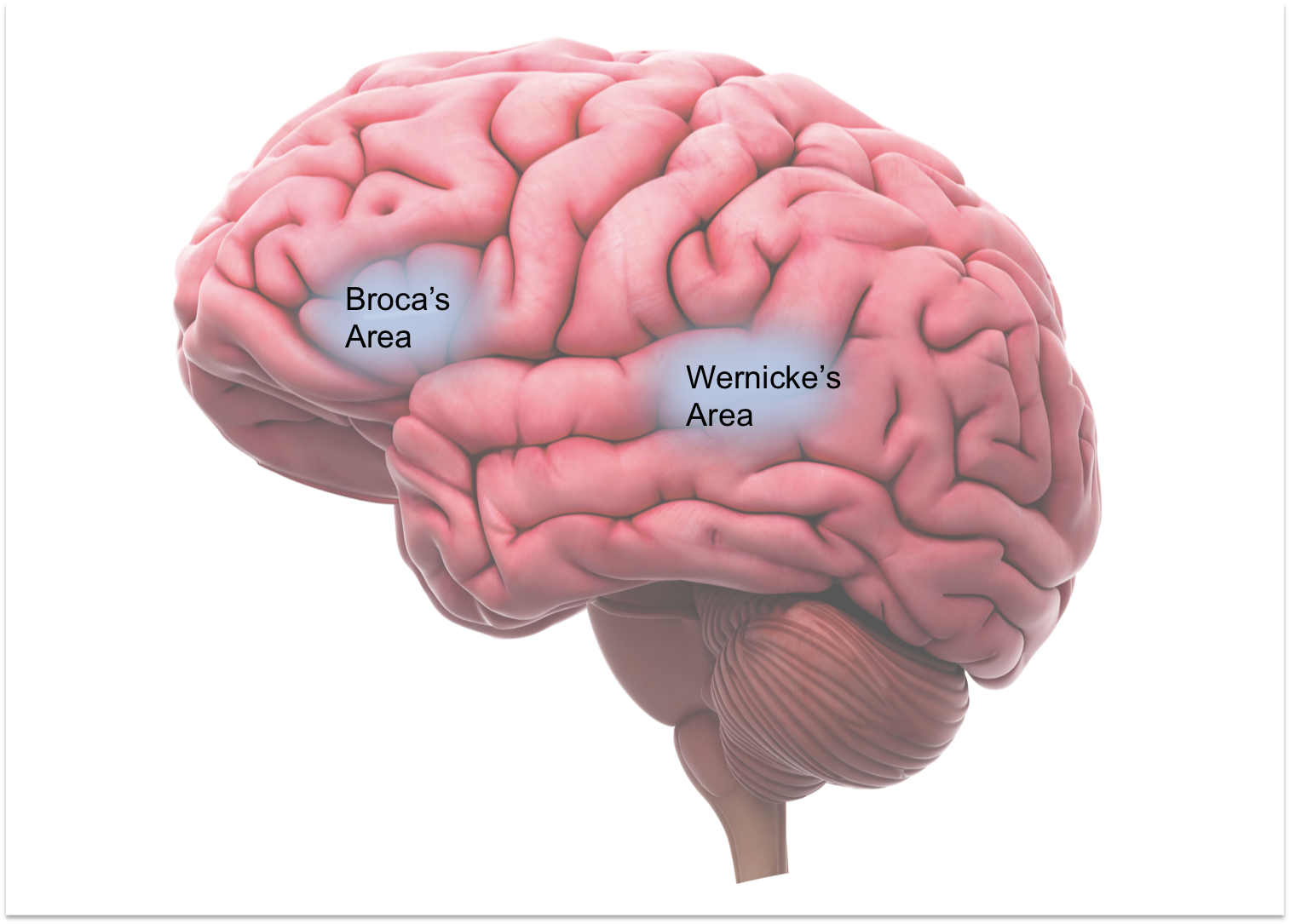 Brain languages. Зона Брока и Вернике. Зона Вернике. Язык и мозг. Мозг и речь.