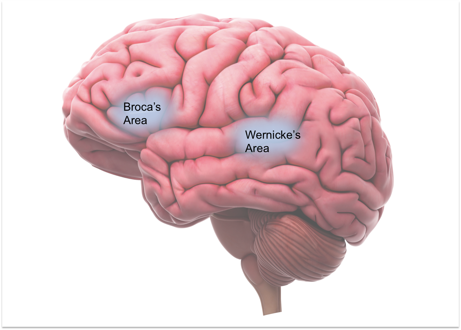 Searching The Brain For Language Sapien Labs Neuroscience Human 