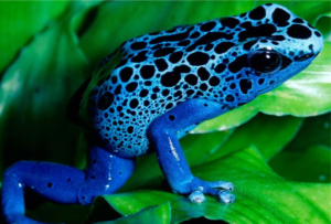 Blue Frog