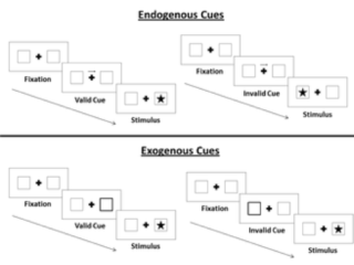 Many Ways to Measure Attention - Sapien Labs | Shaping the Future of ...