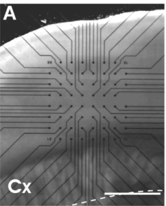 acute brain slice on multi electrode array