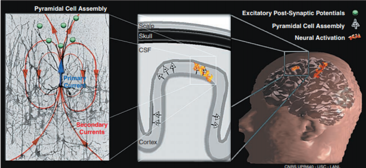 The Inverse Problem in EEG - Assumptions and Pitfalls - Sapien Labs ...