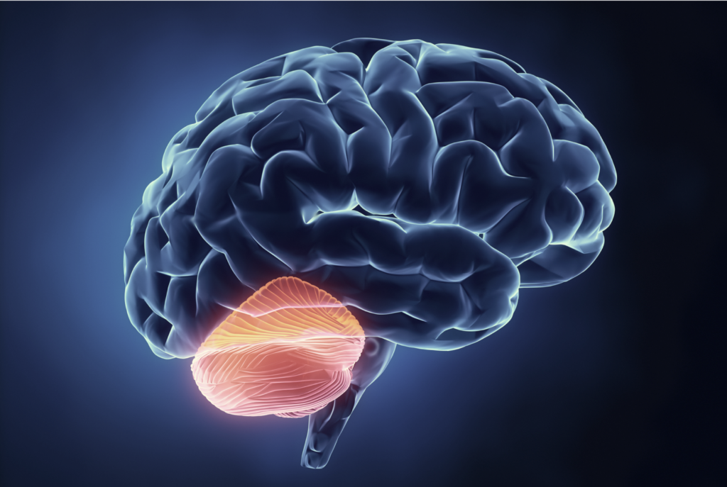 The Radically Changing View of the Cerebellum - Sapien Labs | Shaping ...