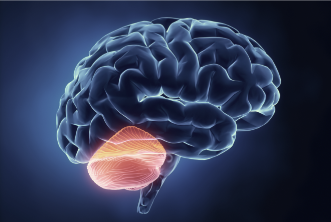 cerebellum and cognition