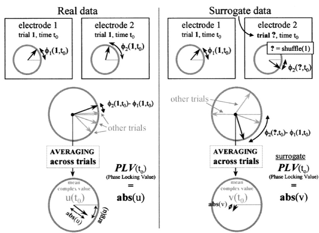 Assessing Connectivity with Phase Locking Value Sapien Labs