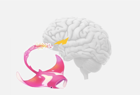 tDCS transcranial direct current stimulation