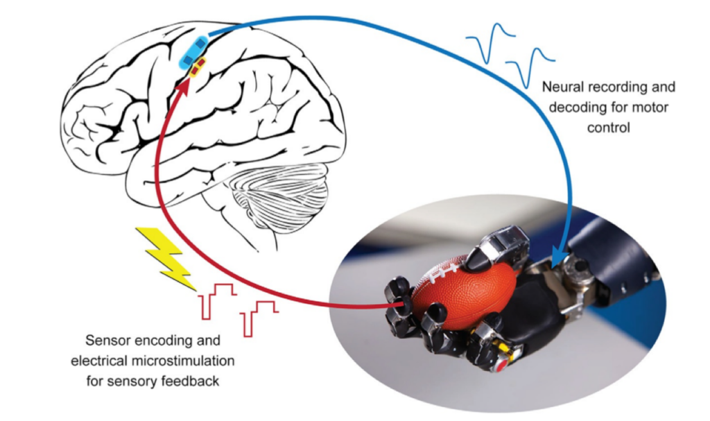 Bidirectional Interface for BCI Sapien Labs Neuroscience Human