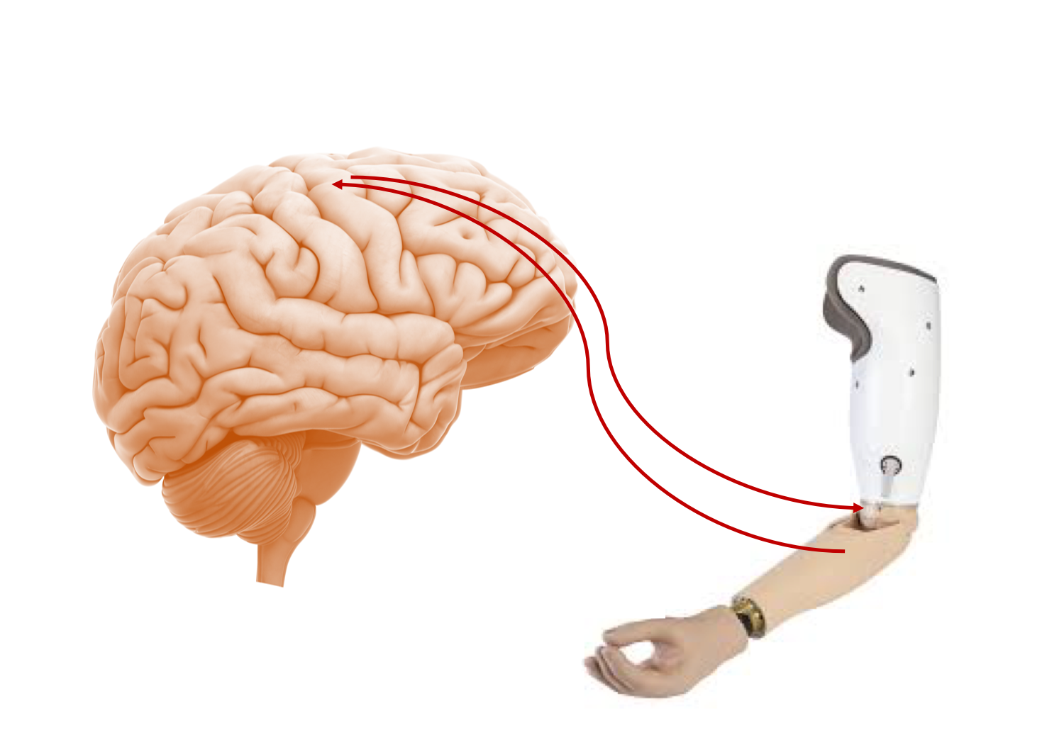 Bidirectional Interface for BCI Sapien Labs Neuroscience Human