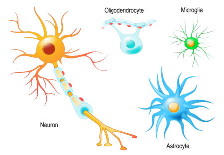 Glia As Key Players in Network Activity and Plasticity
